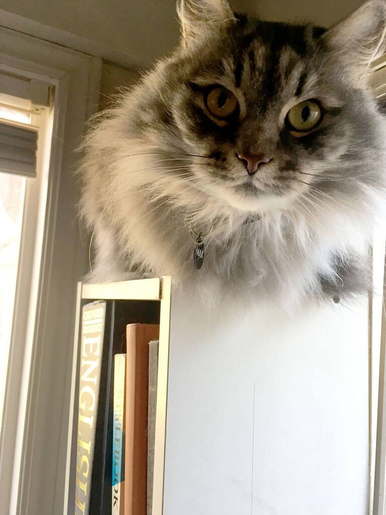 Max the grey siberian, looking cute for the camera, lying on top of a shelf holding style guides and dictionaries