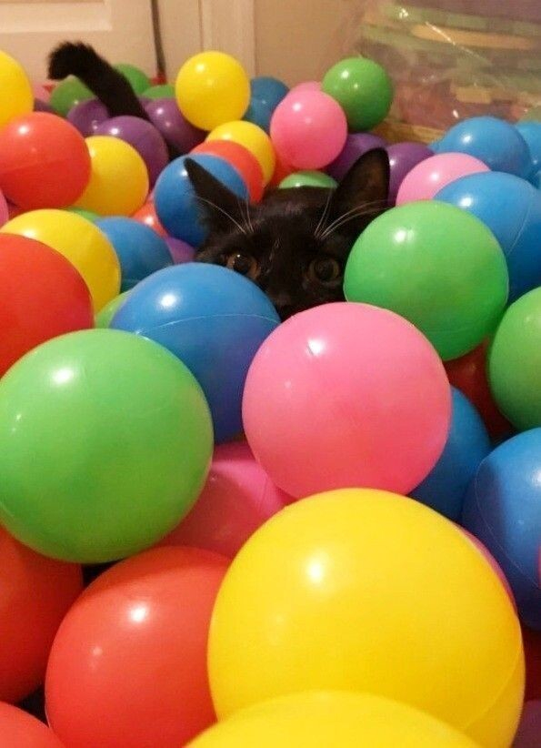 ca cat hiding in a ball pit waiting to attack -- barely visible behind all the multicolored balls