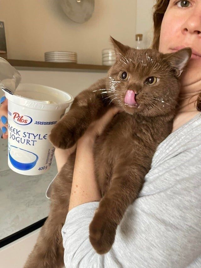 a brown cat licking its nose after plunging his face into a container of greek style jogurt -- his authory is holding him and looking annoyed