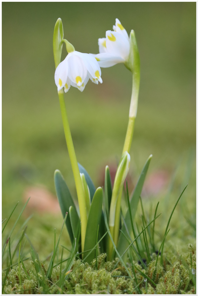 Märzenbecher mit zwei Blüten im grünen Moos wachsend.