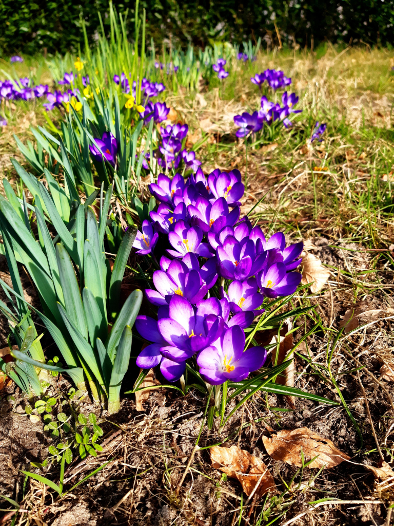 lila Krokusse auf einer Wiese