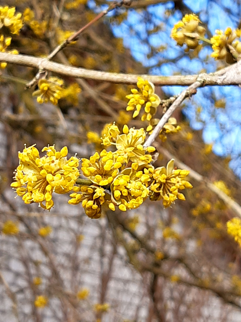 zartgelbe Blüten der Kornelkirsche