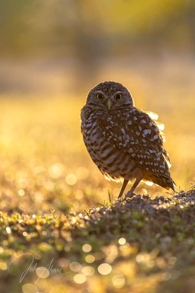 Burrowing owl standing on its sandy burrow on a grassy field.  The owl is backlit facing left and looking into the camera.  Its bright yellow eyes match the colors in the background on this sunny morning.
