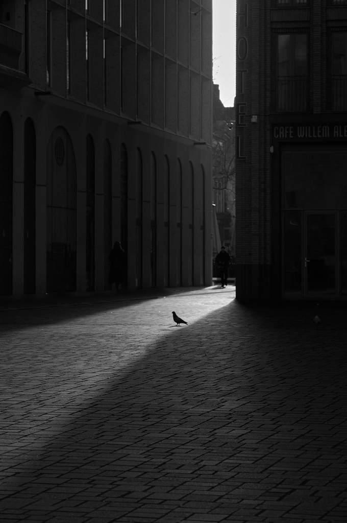 A monochrome urban scene features a lone pigeon on a sunlit path, surrounded by shadowed buildings. Figures in the background walk through the narrow alley, adding to the atmosphere of solitude.