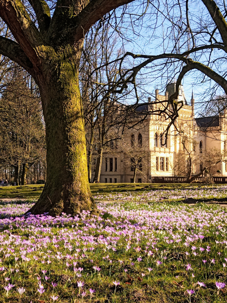 Eine Fläche blühender Krokusse mit einem gelblichen Schloss im Hintergrund. ~~~ An area of flowering crocuses with a yellowish castle in the background.