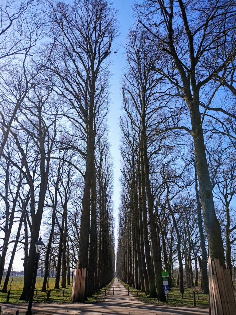 Eine Allee mit seeeeehr hohen Bäumen. Eines meiner liebsten Motive in Leer. ~~~ An avenue with very tall trees. One of my favourite motifs in Leer.