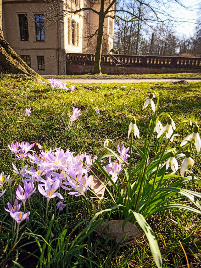 Krokusse und Schneeglöckchen nebeneinander im Gras. Die Sonne scheint. ~~~ Crocuses and snowdrops side by side in the grass. The sun is shining.