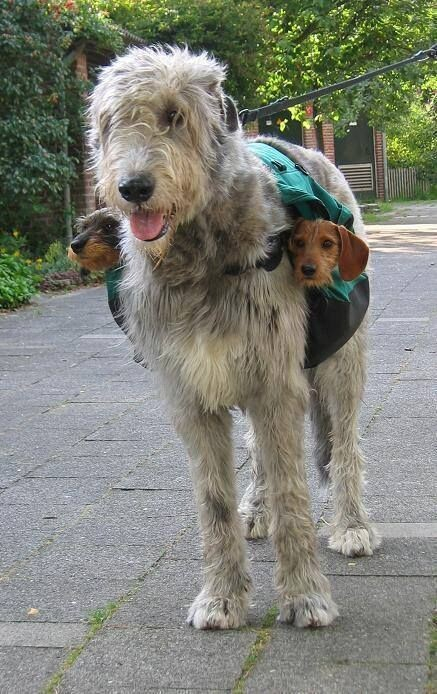 big grey irish wolfhound on a leash, wearing saddlebags with two wirehaired dashunds peeking out from the pockets