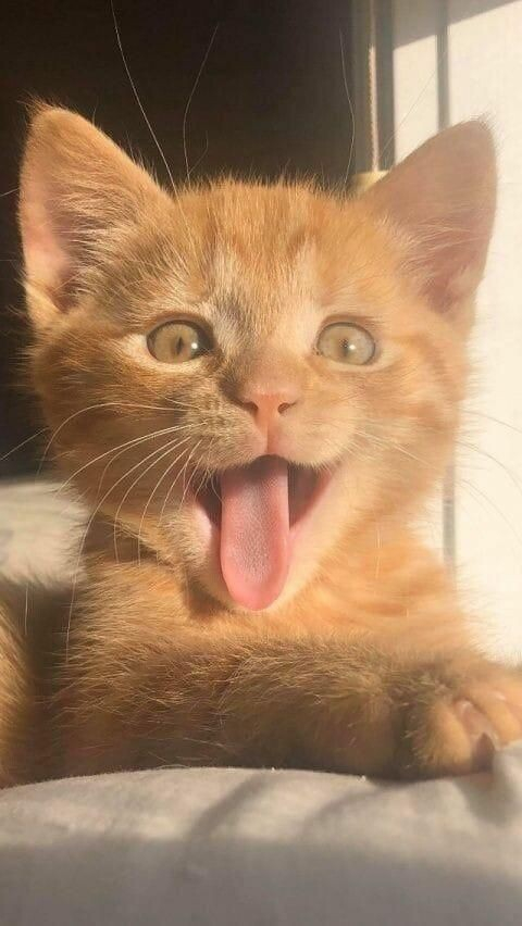 adorable orange kitten with its mouth open and tongue down, looking like its smiling. nice pointy ears!