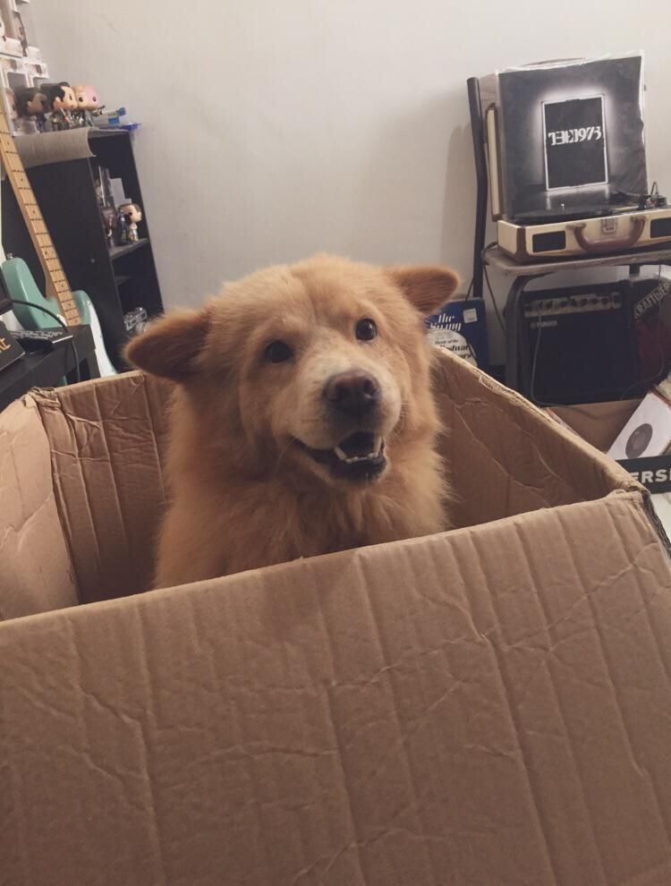 dog looking very happy as it sits in a big cardboard box