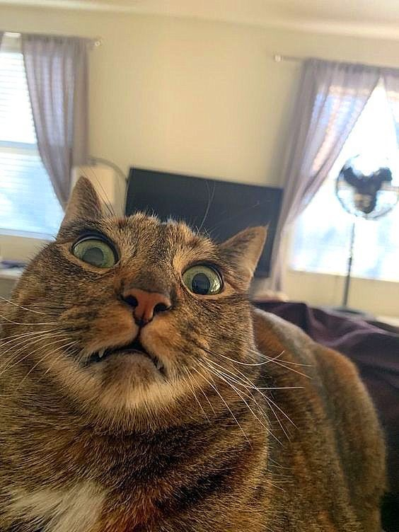 closeup of grey/brown tabby with his eyes open and two teef showing; the cat looks surprised/horrified