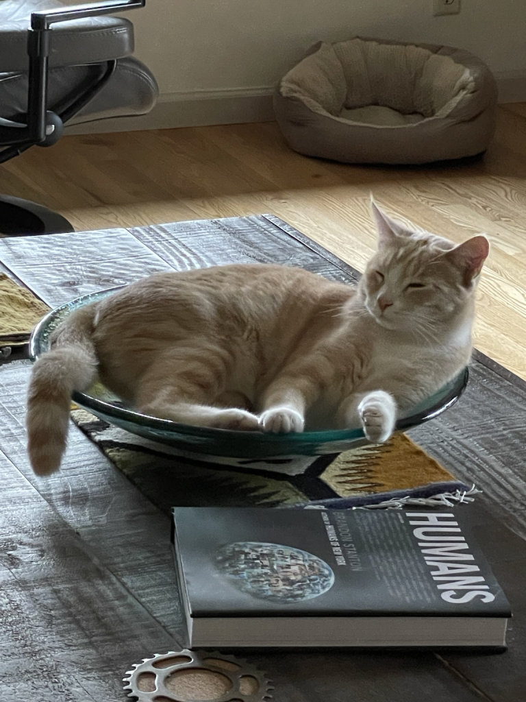 Orange tabby cat resting in a large glass bowl on a table.