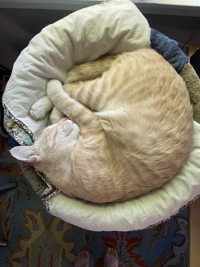 Orange tabby cat curled up asleep on a blanket.