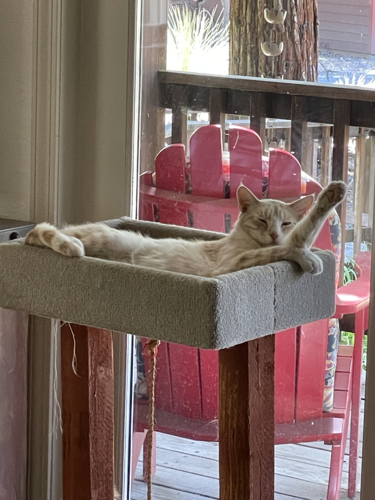 Orange tabby cat laying in a cat post with one paw raised like he’s waving.