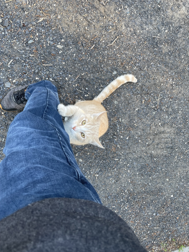 Orange tabby cat staring up at me with one paw on my leg.