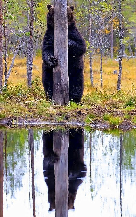 bear hiding (very badly) behind a tree that is about half its width, with a reflection of the tree and bear in water in front of it