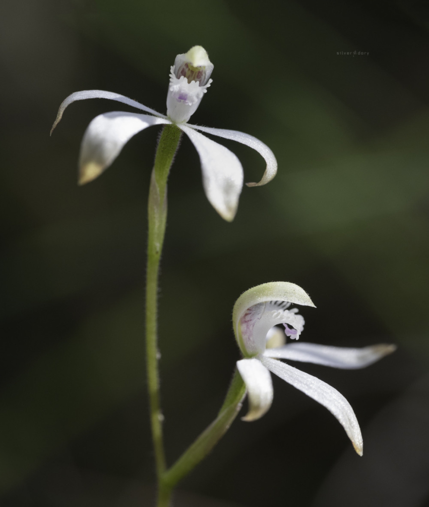 Caladenia ustulata (Brown Caps) orchid on Black Mountain, ACT. 