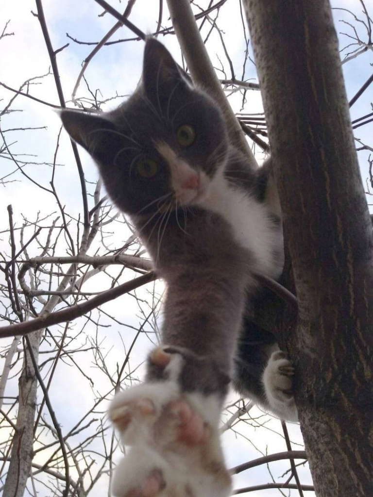 Looking up at a grey and white cat in the branches of a tree, reaching down with its front right paw