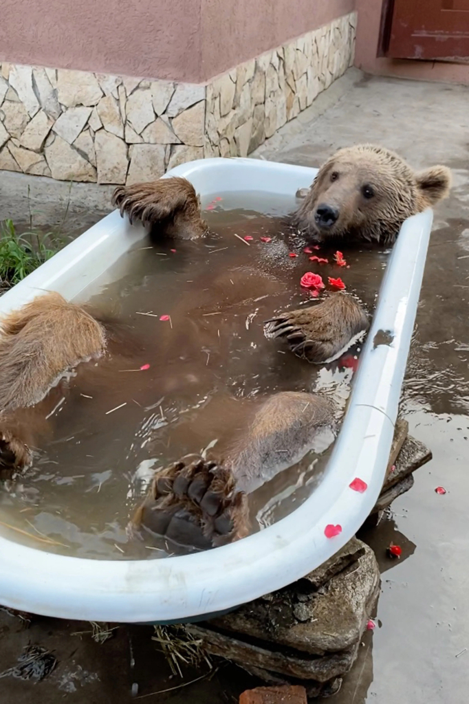 a brown bear looking relaxed as it lies in an outside bathtub filled with water and sprinkled with a few red flowers -- adorable