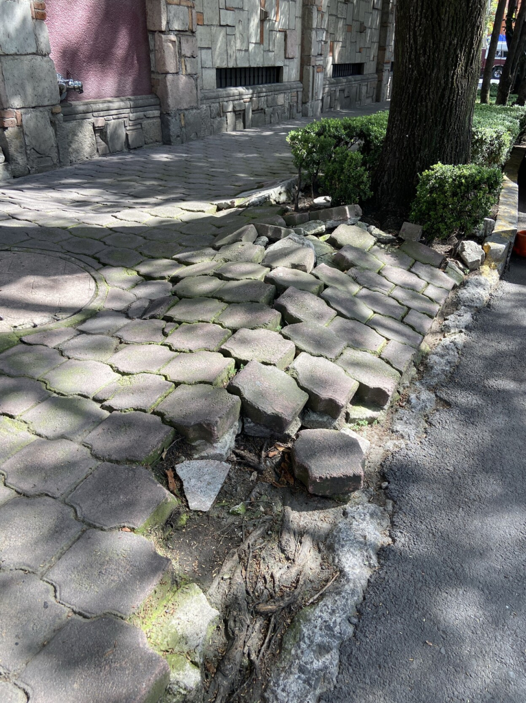 An ash tree (I think) whose roots have pushed up the paving stones of the sidewalk, up to 12 feet away from the tree trunk. 