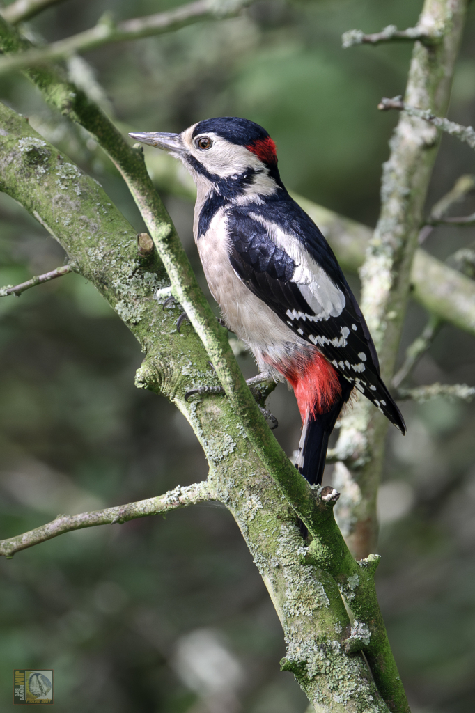 Black, white and red woodpecker