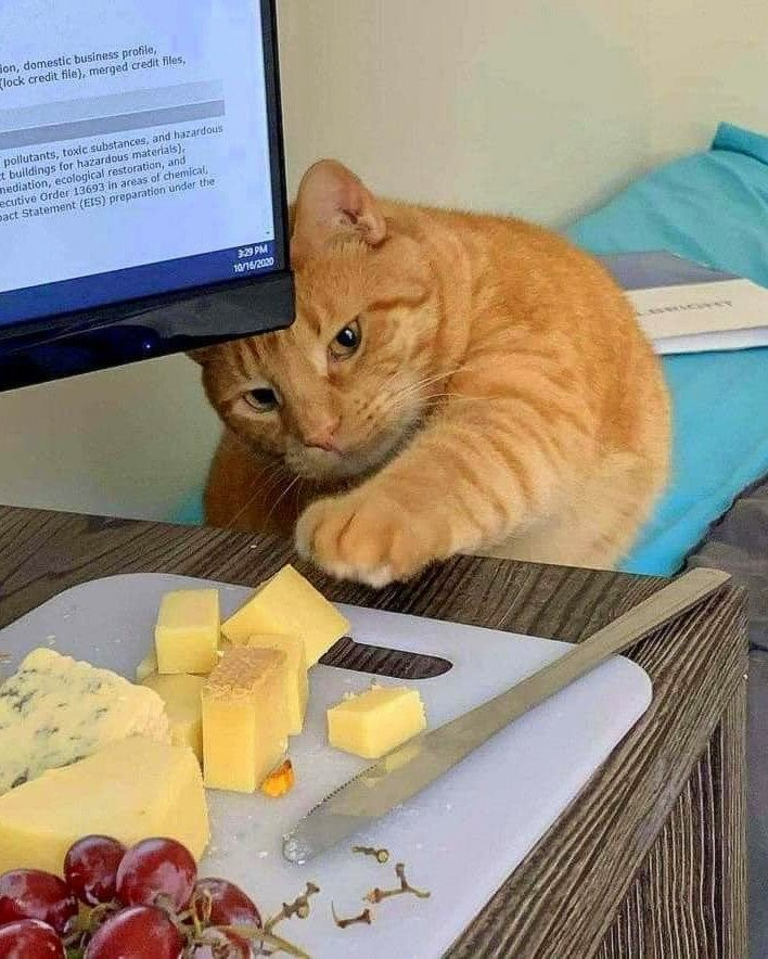 orange tabby cat reaching for hunks of cheese on a cutting board with a knife and grapes too