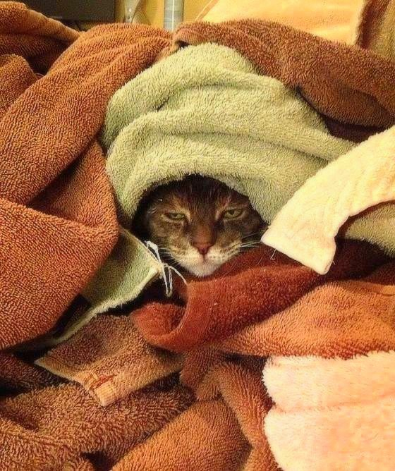 cat looking contented and annoyed in the middle of a pile of towels.