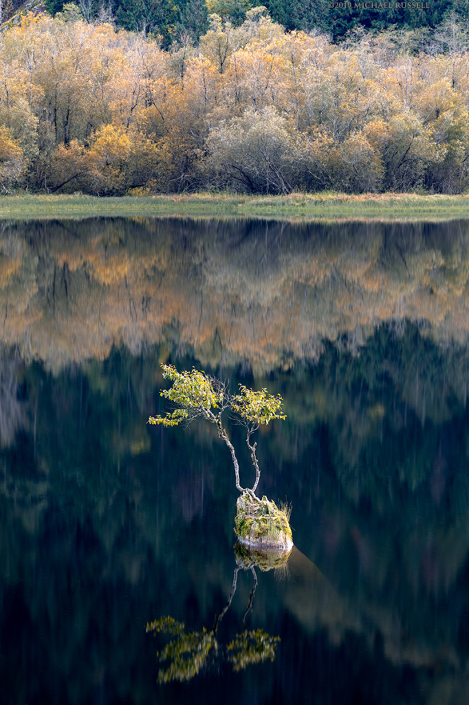 A small Black Cottonwood (Populus balsamifera ssp. trichocarpa) tree growing out of a deadhead at Silver Lake Provincial Park in Hope, British Columbia, Canada