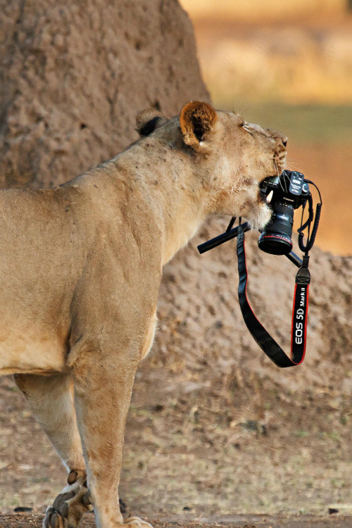 lionness holding a camera with a telephoto lens in her mouth