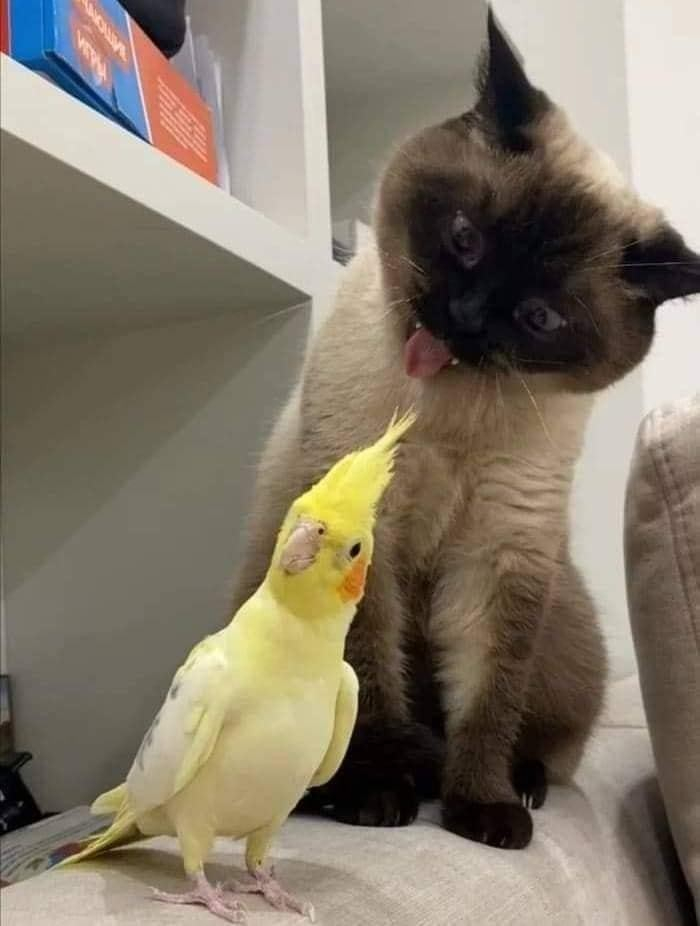 yellow cockatiel with a siamese cat behind it -- the cat his its eyes crossed and tongue out