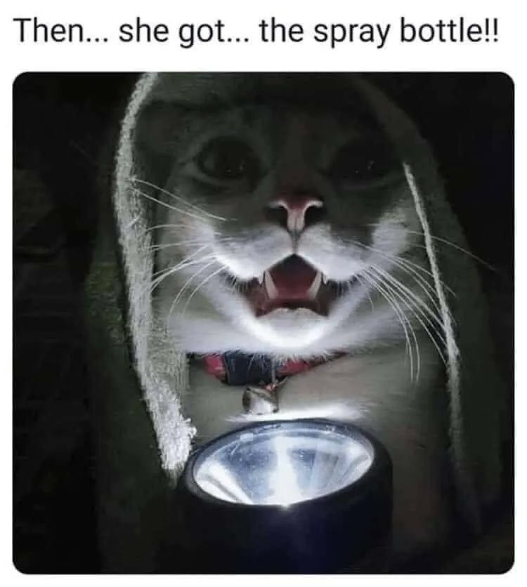 cat with a towel over its head and mouth open, with a flashlight shining on its chin. the caption reads: Then ... she got ... the spray bottle!