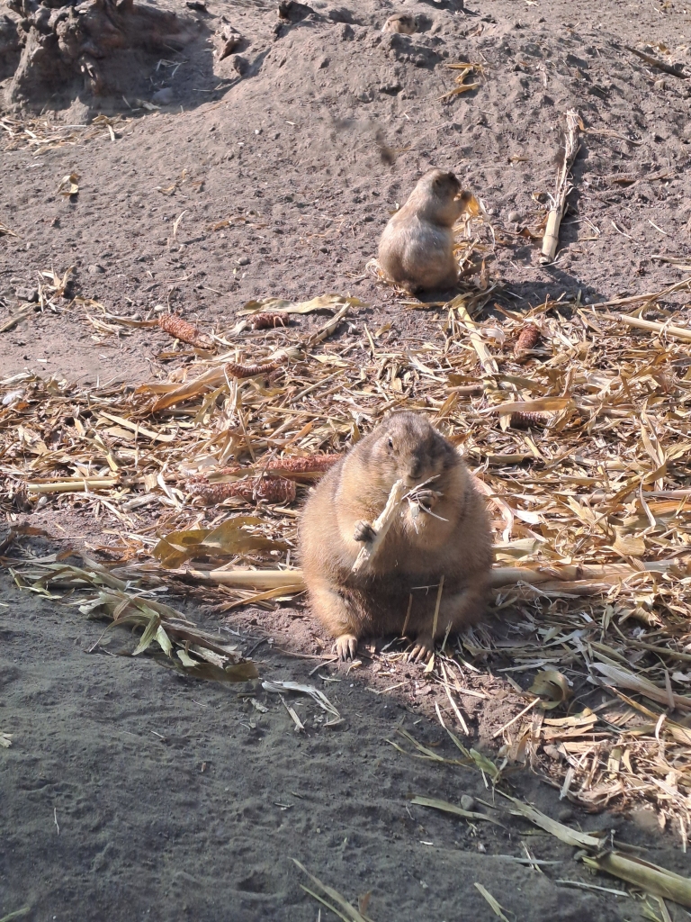 Photo of two prairie dogs in a zoo enclosure, munching on veggies. One is smaller and slimmer, and the one squatting closer to the camera is very chonky. Almost spherical.