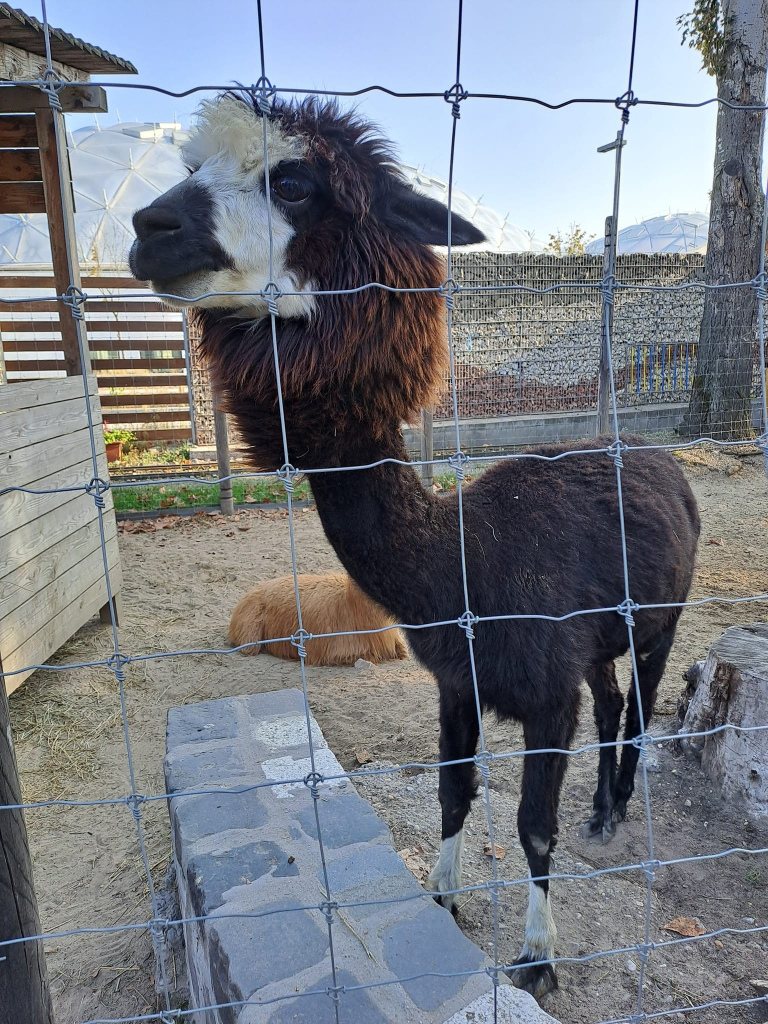 Photo of a dark brown alpaca with a whit face and black nose. The head of the alpaca is left long-haired and fuzzy while the rest of the animal is shorn. This makes the head look comically large, and the whole animal kind of resembles a poodle.