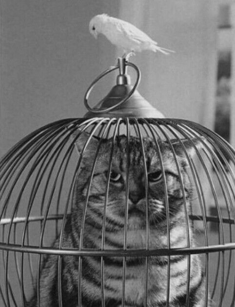 cat sitting inside a birdcage, looking annoyed, while a bird sits atop it