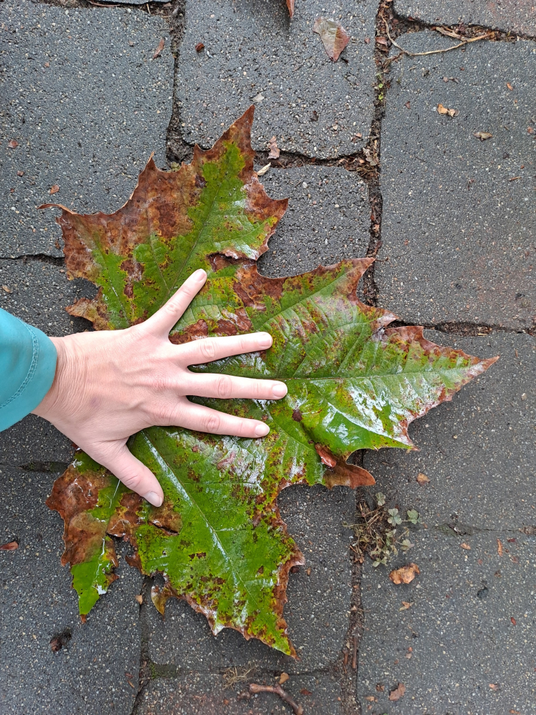 A fallen plane tree leaf over grey cobblestones. The leaf is vivid green edged with brown. My hand is spread on top of the leaf, showing that the leaf is at least twice the size of a person's hand.