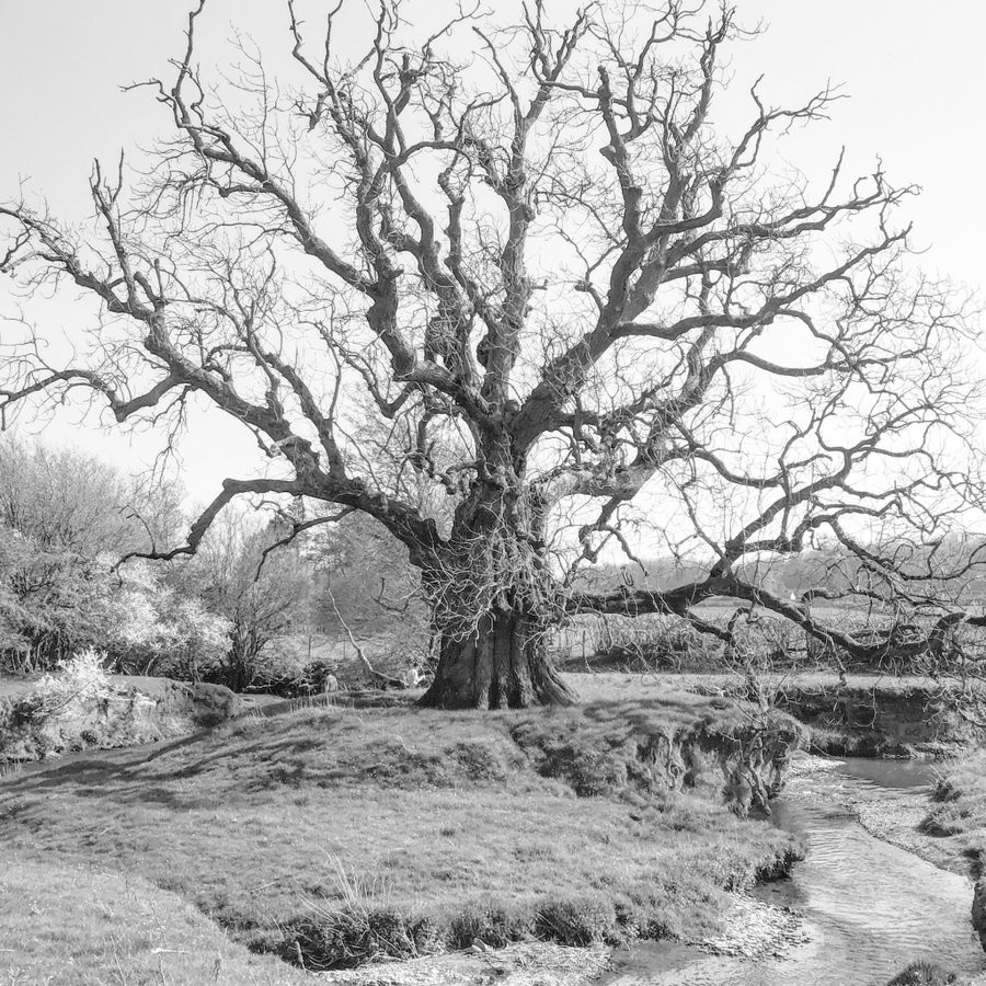 The beautiful & rare, open grown ‘Summergill Brook Ash’, that probably was a part of an ancient Ash Silvopasture, sitting near the Wales - England boarder, 300 - 400 years old, without ash dieback! It would of witness ‘The Wars of the Three Kingdoms, the British Civil Wars’. It stands strong, with a slightly more decayed Ancient Ash neighbour downstream, holding the oxbow together. 6.96m in girth an Ancient Tree. Black and white image.