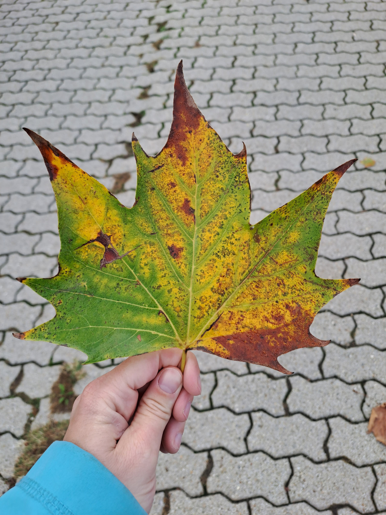 Hand holding a fallen plane tree leaf. The leaf is a nice mix or green and yellow, with brown at the tips.