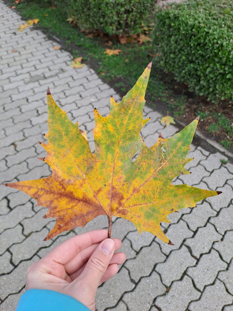 Another plane tree leaf, this one is light green blending into yellow blending into brown (from right to left)