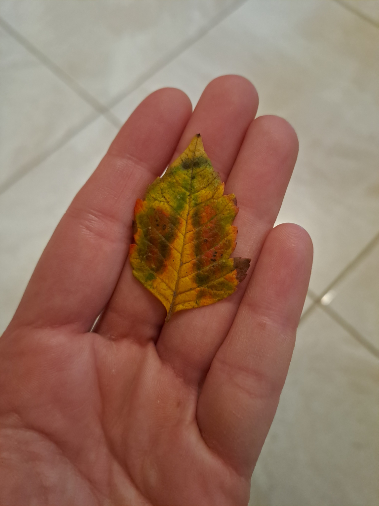 A tiny leaf on my palm, with nice symmetrical fall colors. A yellow wedge in the middle, surrounded by grown, green, and some red at the tips.