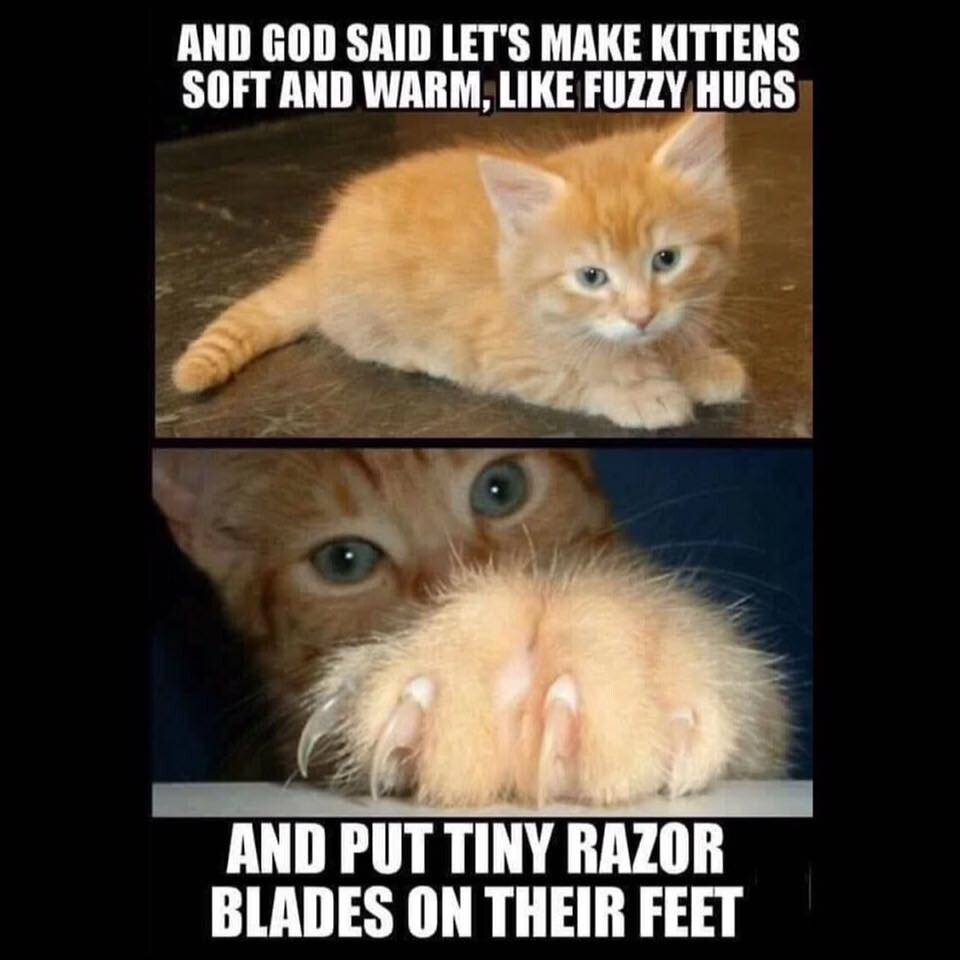 Two pictures of a kitten including a close up of a paw.
Caption reads: And God said "Let's make kittens soft and warm, like fuzzy hugs and put tiny razor blades on their feet."