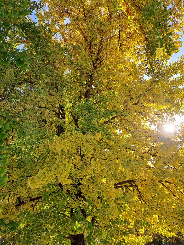 Close up of a ginkgo tree, with most of the leaves turning from green to yellow. The sun peeks through he branches, and the tree has clusters of pale pink fruit.