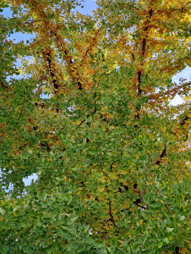 Another autumn ginkgo tree, with the leaves mostly green, turning yellow at the top branches. Clusters of pinkish fruit add to the color palette.