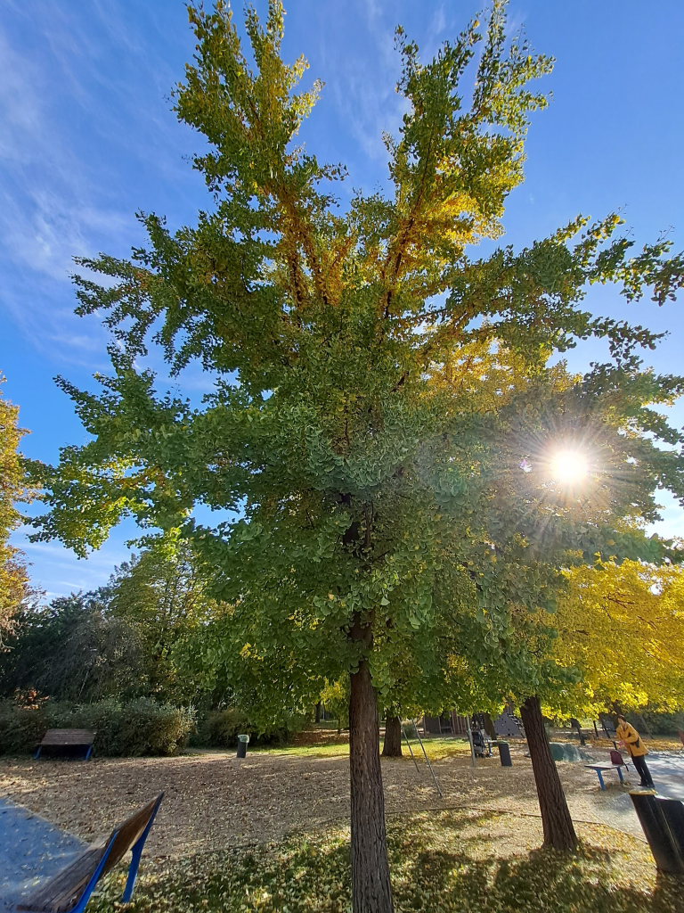 Gingko tree from a distance against the blue background of the sky, with the sun among the branches.