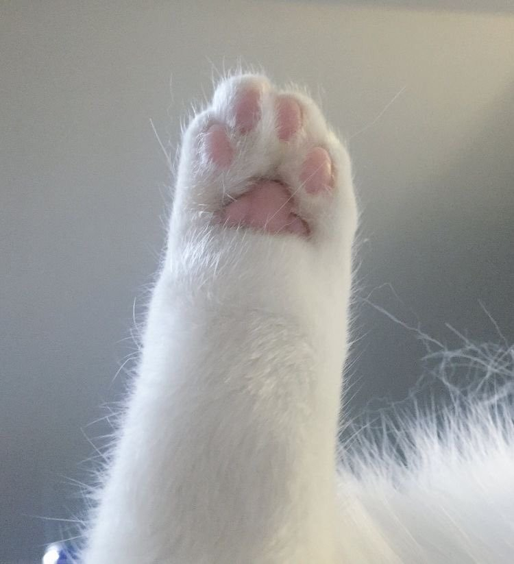 closeup of pink footpads (aka, beans) of a cat with a white leg 