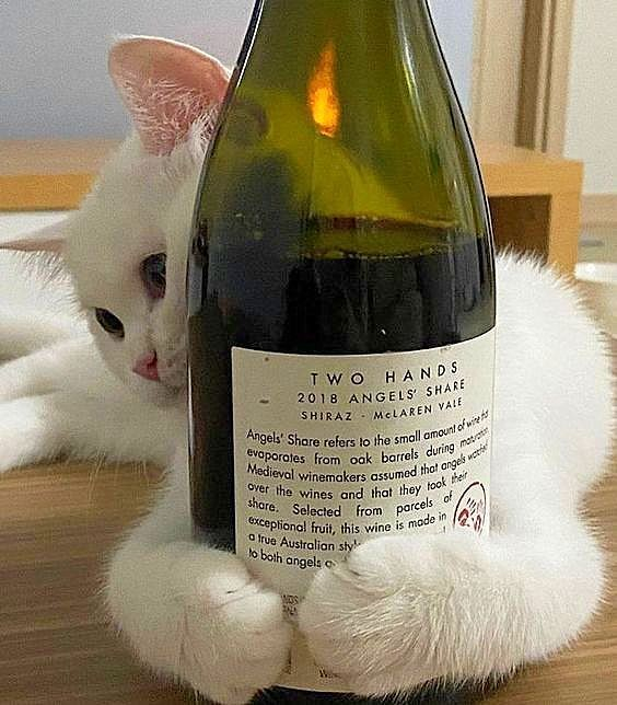 white cat with its two front paws hugging a bottle of red wine (Two Hands 2018 Angels' Share Shiraz - McLaren Vale