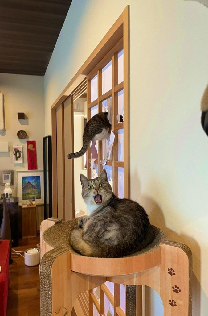 brown tabby curled up in cat tree with a look of shock on its face, as a white and brown tabby jumps through a paper door and gets stuck, so its back end is hanging out