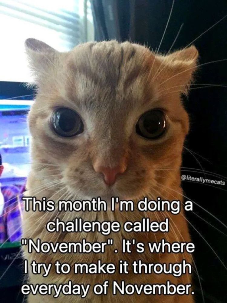 orange cat looking directly at camera with intensity -- this month i'm doing a challenge called "november". It's where I try to make it through every day of november.