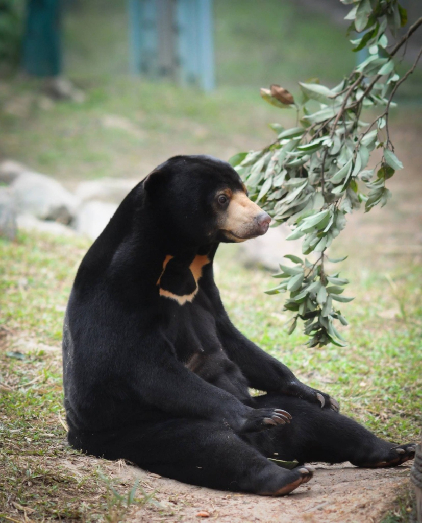 a sunbear, sitting up like a human, with a look of blank horror on its face and a tree branch beside it