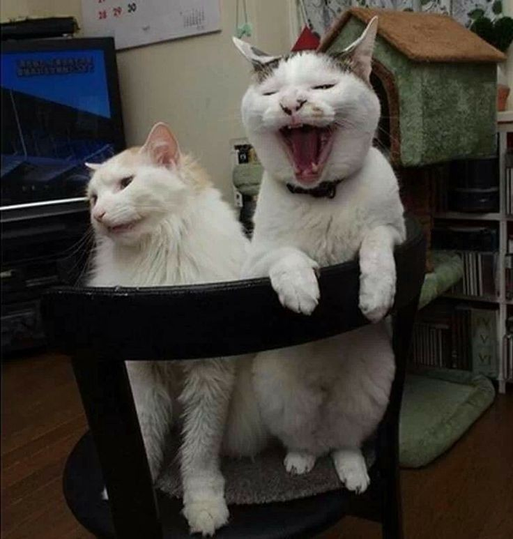 two white cats sitting on a chair, with one looking sad and the other with its mouth open, as though it's singing.