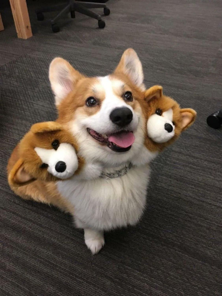 Corgi panting and smiling at the camera, which looks like Cerberus, because he's wearing a collar with two extra corgi heads